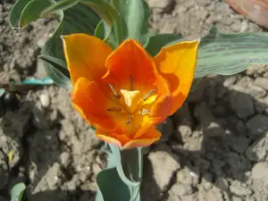 jeden oranžový tulipán