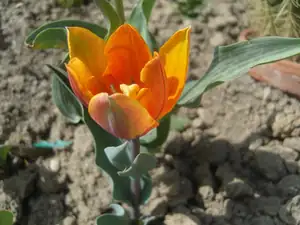 tulipán