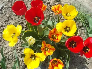 směs tulipánů