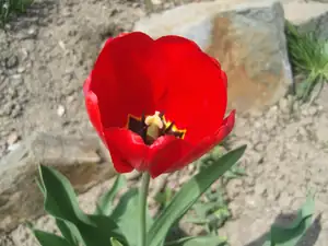 červený tulipán
