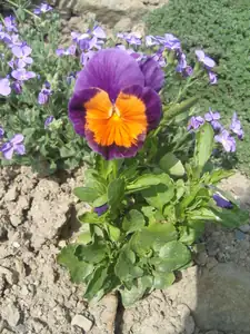 maceška
