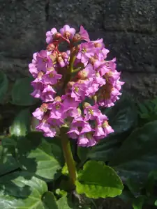 bergenie