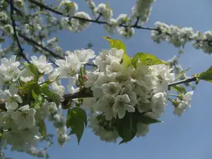 kvetoucí třešeň