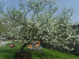 kvetoucí švestka