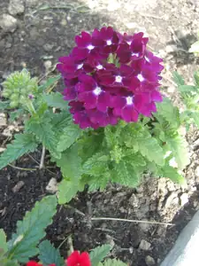 verbena