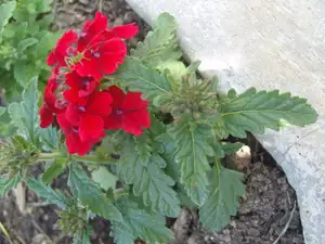 verbena
