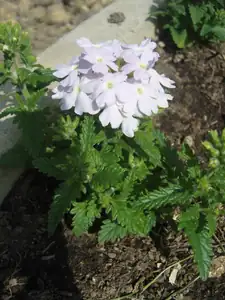 verbena