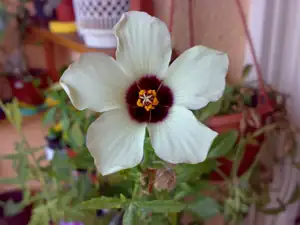 Hibiscus trionum
