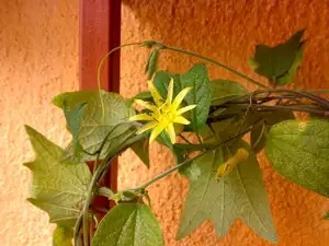 Passiflora citrina