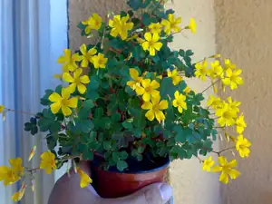 Oxalis