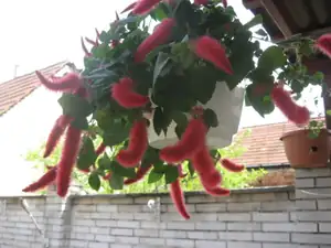 Tady to má být nějaký kočičí ocásek