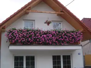 Pro srovnání loňské..Takže za rok opět růžové 🙂