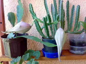Stapelia grandiflora - budoucí květy