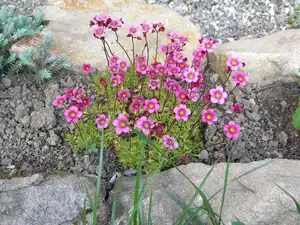naše skalka