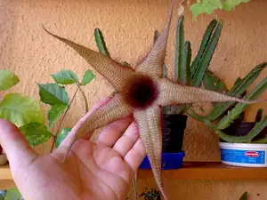Stapelia grandiflora