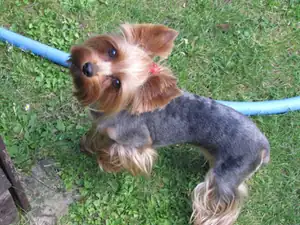 Zlatíčko :)