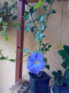 Thunbergia erecta