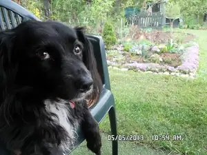 Hlídač