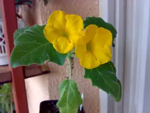 Uncarina roeoesliana