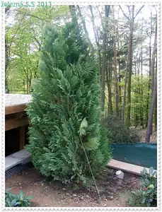 tuhle thúji mi dcerunka zabrala.