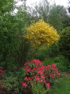 iris66 — 8. května 2013
