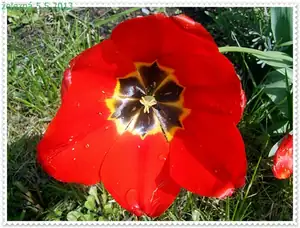 iris66 — 9. května 2013