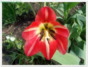 iris66 — 9. května 2013