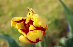 tulipán...