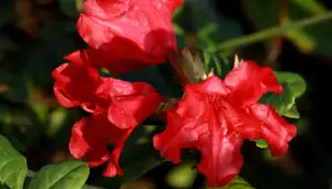 rozkvétá červený rhododendron...