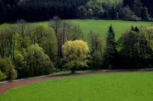 přeji všem krásný jarní den...