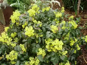 Mahona