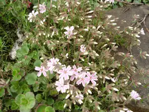 Flox