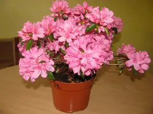 zase jsem neodolala a koupila si azalku...nevíte co s ní na zimu?