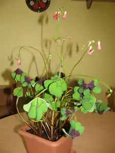 takto mě vylezl po 8 dnech od zasazení