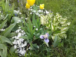 iris66 — 14. května 2013