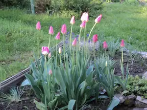 Tulip