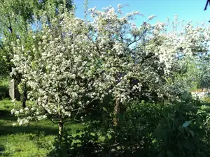 Jestli bude