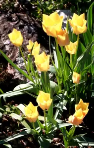skalkové tulipánky...