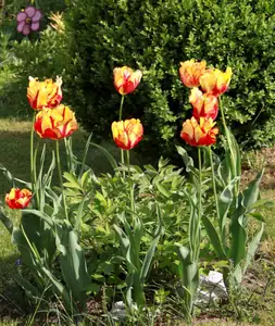 tulipány...