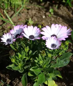 osteospermum...