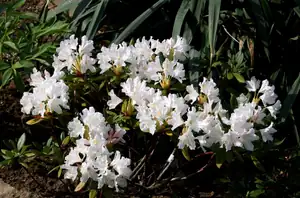 rhododendron...
