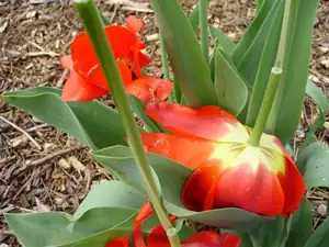 Tak dopadly tulipány skoro všechny