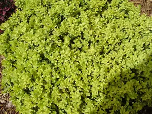 Žlutý buxus