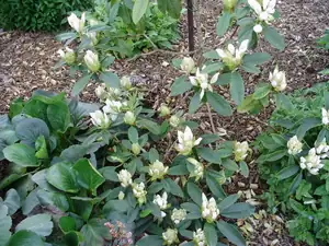 Rododendron