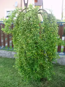 muškatek — 17. května 2013