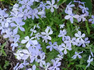 Flox