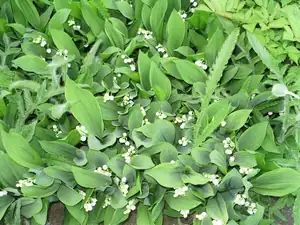 Konvalinky