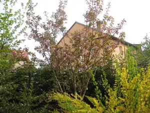 Sakura vysoká začíná kvést ..