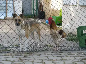 Dva nerozluční kamarádi