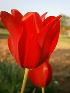 Jedny z posledních tulipánů
